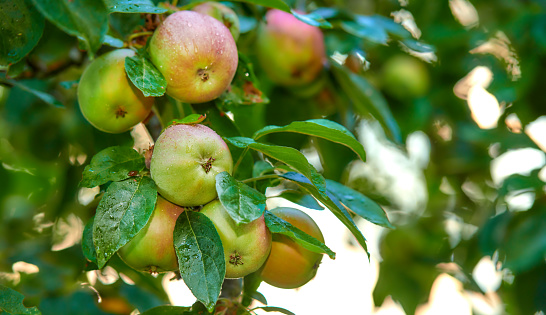 Organic apples on the old table