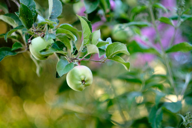 A paradise apple in natural settings hanging on a branch on a sunny day, Healthy to eat. An apple a day keeps the doctor away.