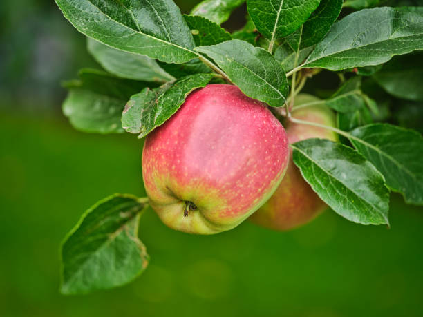 istock A  paradise apple in natural settings  An apple a day keeps the doctor away. 1713348511