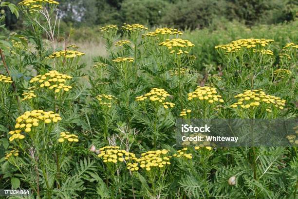 Giallo Tanaceto Tanacetum Vulgare Di Petali Fiore Di Campo - Fotografie stock e altre immagini di Ambientazione esterna