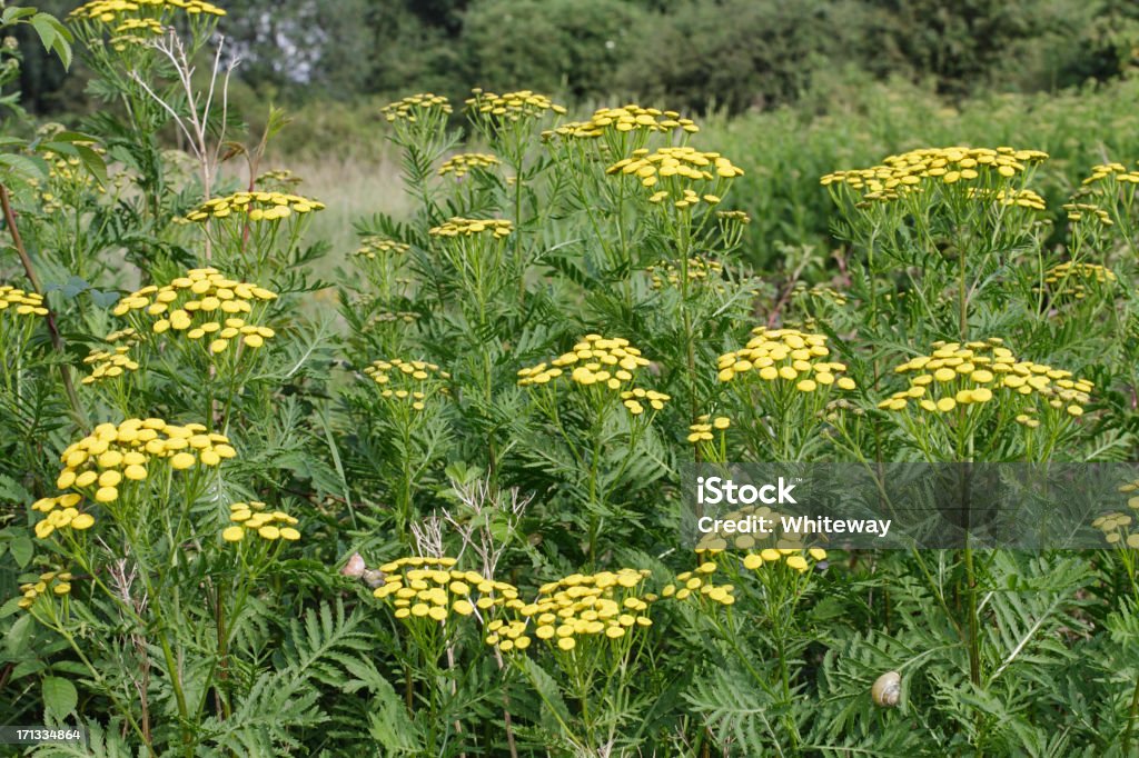 Amarelo Tanaceto Tanacetum vulgare não pétalas de flores silvestres - Foto de stock de Amarelo royalty-free