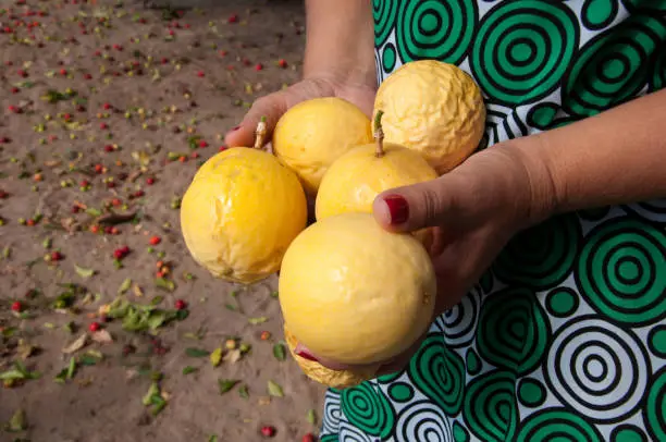 Photo of hands holding ripe passion fruit