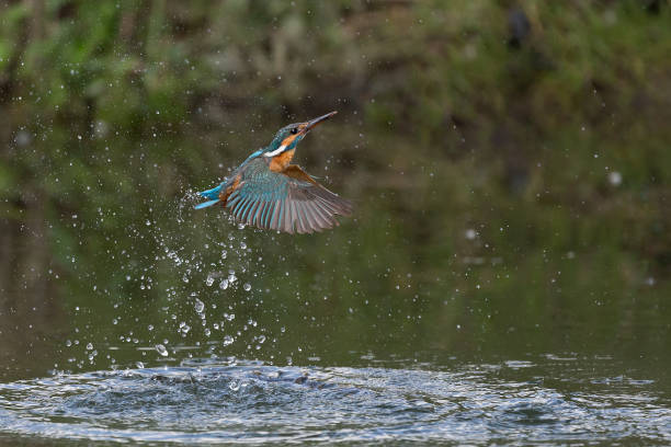 istock The emersion from the water, the common Kingfisher (Alcedo atthis) 1713349305