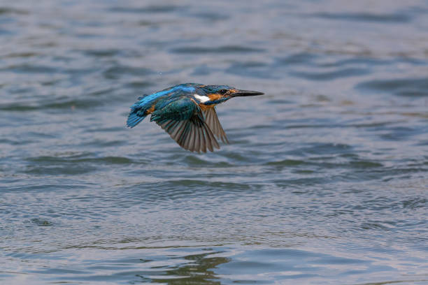 istock Eurasian kingfisher male in flight (Alcedo atthis) 1713349319