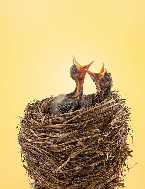 istock Baby birds hungry for dinner 171334953