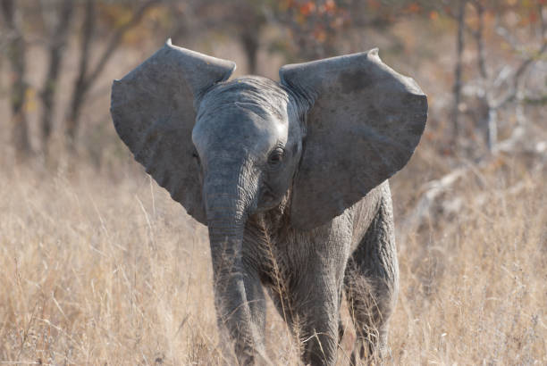 istock cheeky baby elephant 171334971
