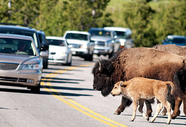 bison przejście - ox wóz zdjęcia i obrazy z banku zdjęć