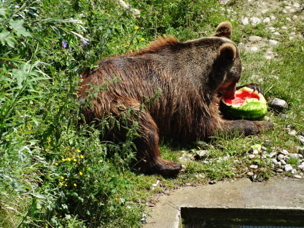 Brown bear finishing off a delicious watermelon in the city of Bern