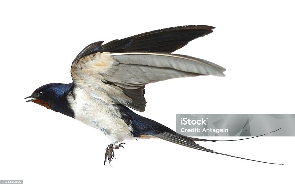 Swallow SwallowSimilar Images: Animal Stock Photo