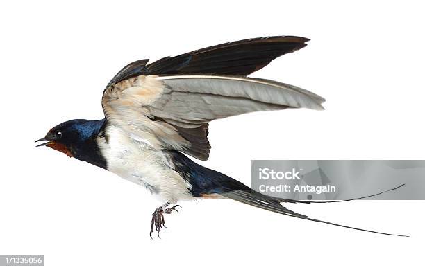 Swallow Stock Photo - Download Image Now - Animal, Animal Body Part, Animal Wing