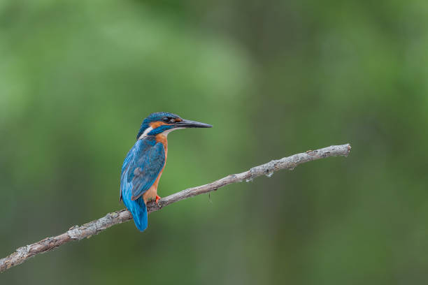 istock Eurasian kingfisher male on twig (Alcedo atthis) 1713350560