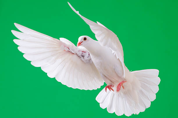 istock White dove with outstretched wings isolated on chroma green 171335080