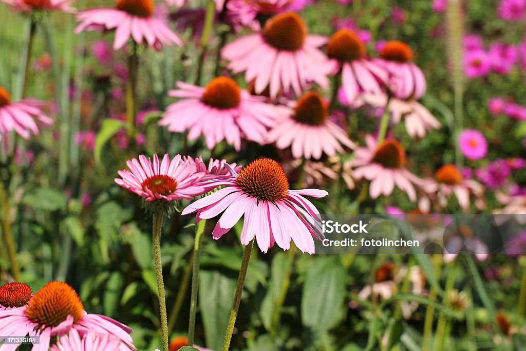 Sonnenhut-Pflanzengattung purpurea - Lizenzfrei Alternative Medizin Stock-Foto