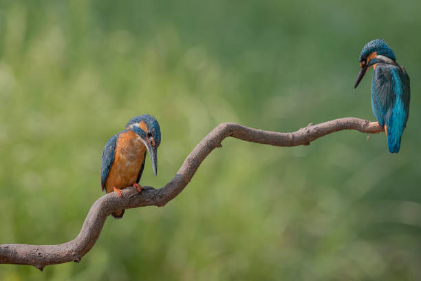 istock Eurasian kingfisher male with its chick (Alcedo atthis) 1713352652