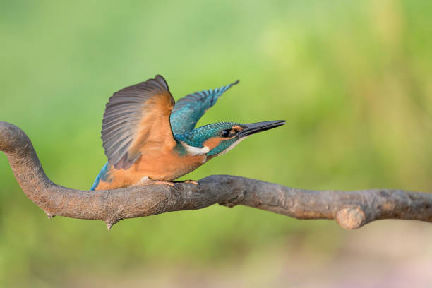 istock Young Eurasian kingfisher male ready to fly (Alcedo atthis) 1713353199