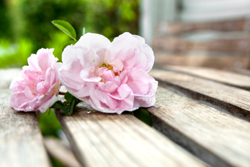 Wild roses lying at an old wooden table. Raindrops at the rose. Selectiv focus at the roses
