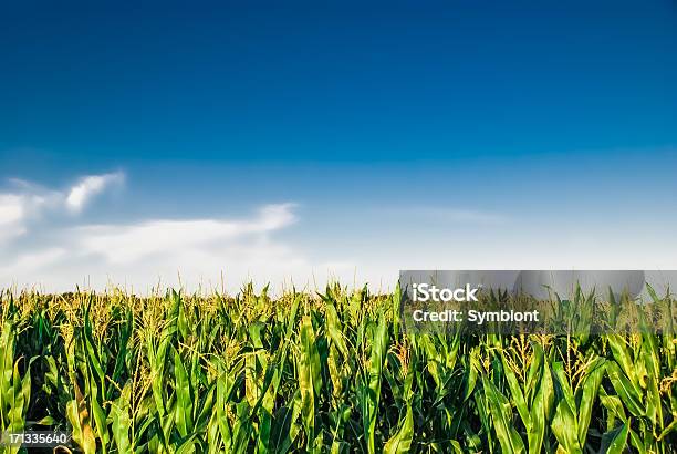 Cornfield Mit Blauem Himmel Stockfoto und mehr Bilder von Mais - Gemüse - Mais - Gemüse, Mais - Zea, Feld