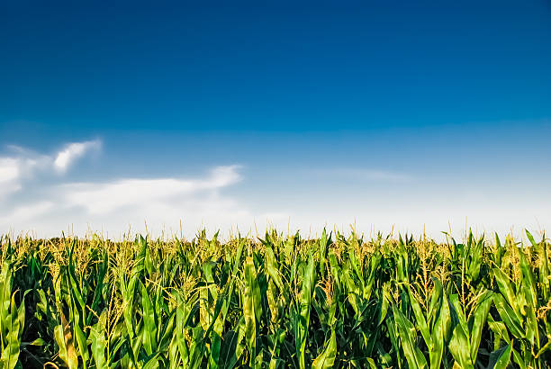 cornfield 、ブルースカイ - corn corn crop field stem ストックフォトと画像