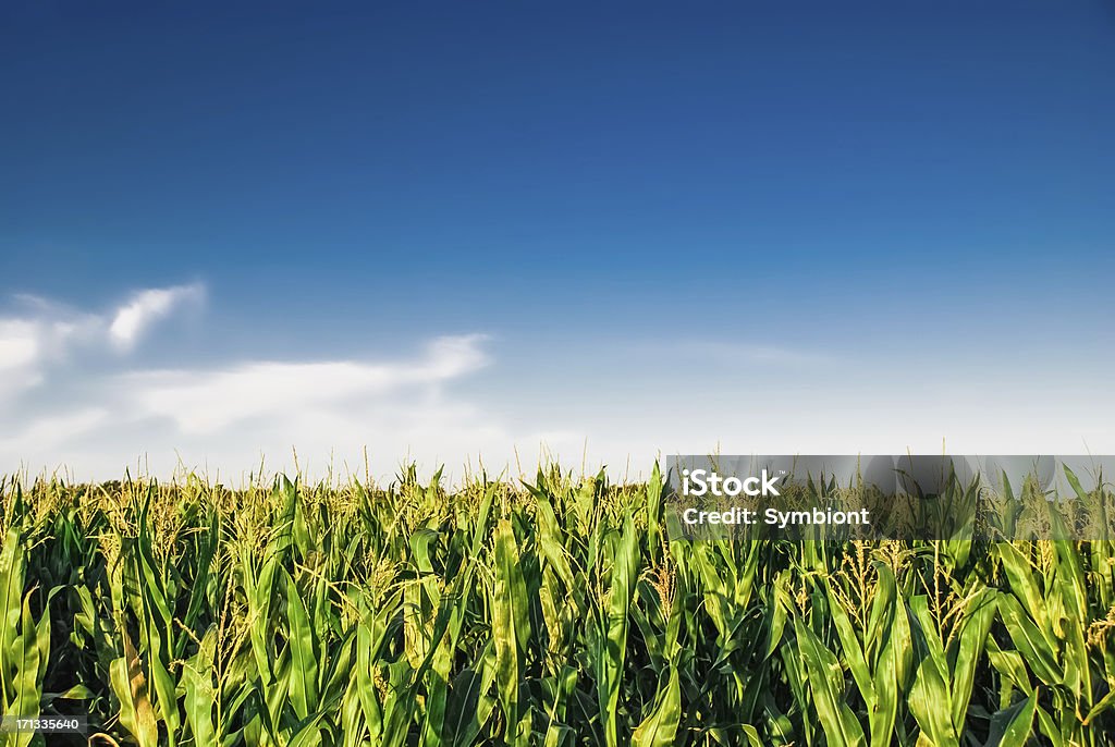 Cornfield z błękitnego nieba - Zbiór zdjęć royalty-free (Kukurydza - Jarzyna)