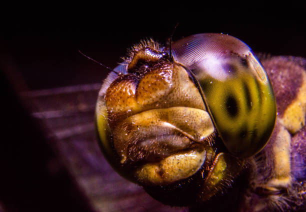 close up of dragonfly head with large eyelids