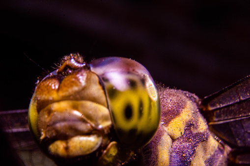close up of dragonfly head with large eyelids