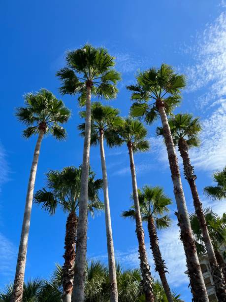 istock Palm trees on Amelia island Florida 1713359531
