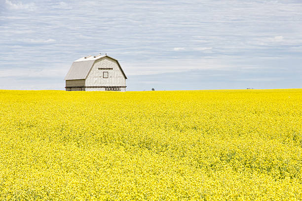 istock Silver Barn in Yellow Canola Field 171336002