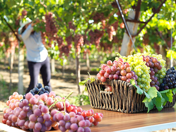 czerwone winogrono i winnic - berry fruit pink vibrant color leaf zdjęcia i obrazy z banku zdjęć