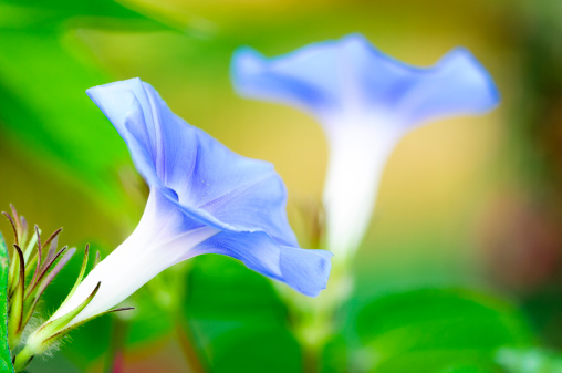 Blue morning glory in a garden with out of focus  background for copy.