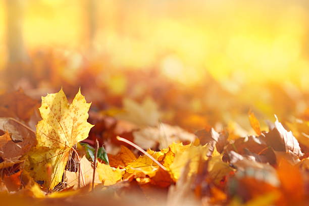 Autumn Leaves Autumn leaves falling from the tree.Shallow depth of field. september stock pictures, royalty-free photos & images