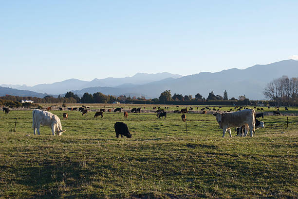 Cows in Rural Scene  motueka photos stock pictures, royalty-free photos & images