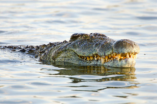 crocodilo do nilo-áfrica do sul - crocodile family - fotografias e filmes do acervo