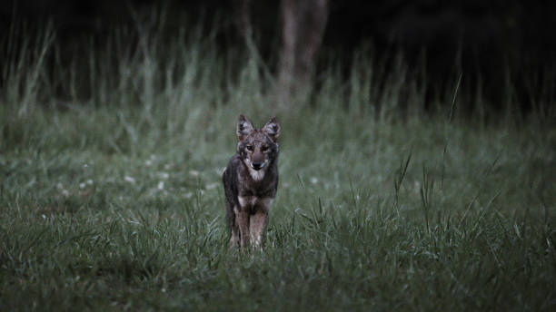 istock Single coyote on the prowl 1713363897