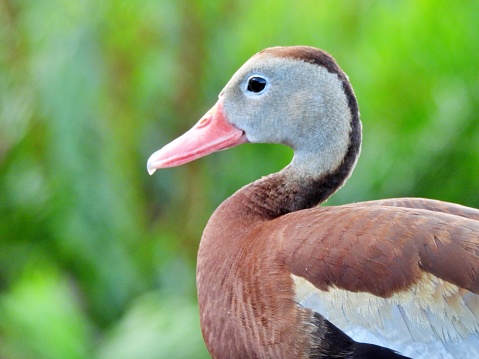 Black-bellied Whistling Duck - profile