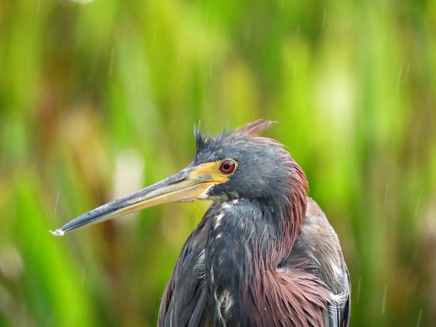 garça tricolor (egretta tricolor) - perfil - tricolored heron - fotografias e filmes do acervo