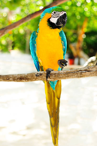 Beautiful macaws Beautiful macaws richie mccaw stock pictures, royalty-free photos & images