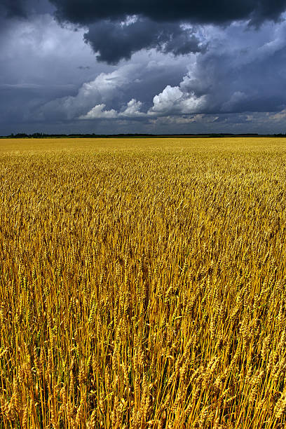 Grain Field stock photo