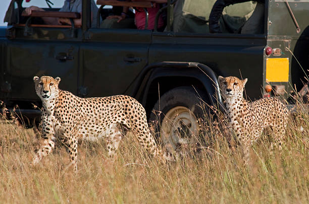 african safari - car prowler стоковые фото и изображения