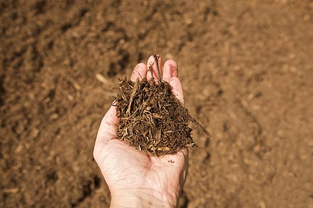 Mulch stock photo