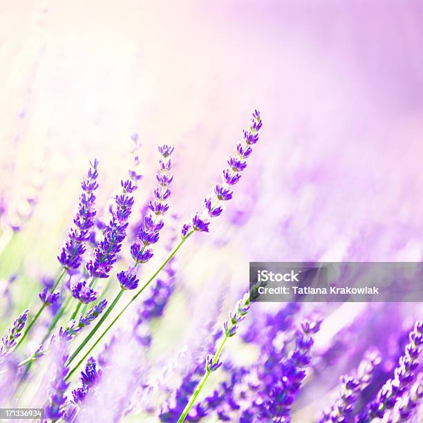 Lavendel Blumen Stockfoto und mehr Bilder von Region Provence-Alpes-Côte d'Azur - Region Provence-Alpes-Côte d'Azur, Agrarbetrieb, Aromatherapie