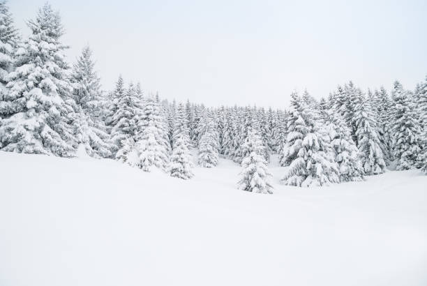 istock Winter Landscape with Snow and Trees 171337099