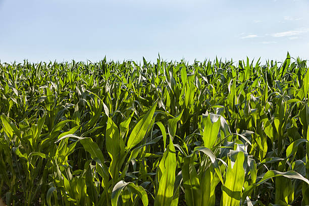 istock green field of corn 171337530