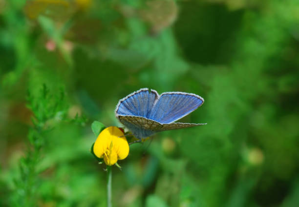 Ideopsis similis ,Flower of blue