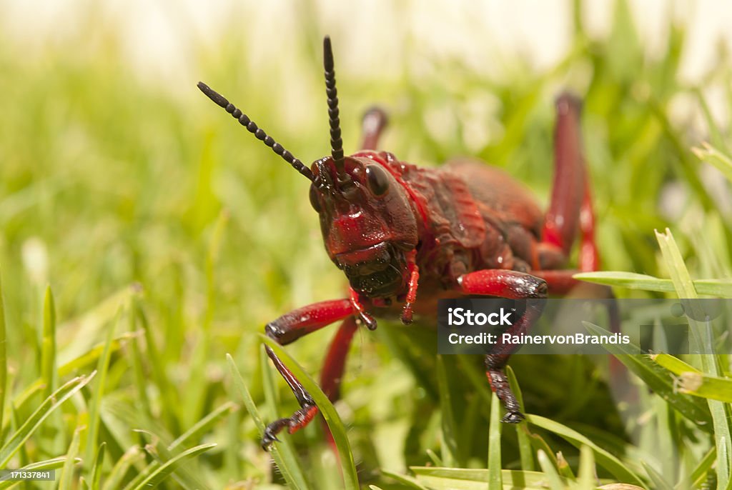 locust sur la pelouse - Photo de Antennes libre de droits