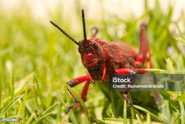 Locust Su Prato - Fotografie stock e altre immagini di Ambientazione esterna - Ambientazione esterna, Animale, Antenna - Parte del corpo animale