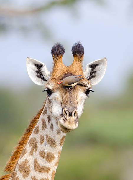 rojo-factura oxpeckers en jirafa; áfrica del sur - picoteador fotografías e imágenes de stock