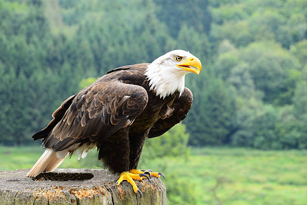 Bald eagle sits on wooden post and stares into distance stock photo