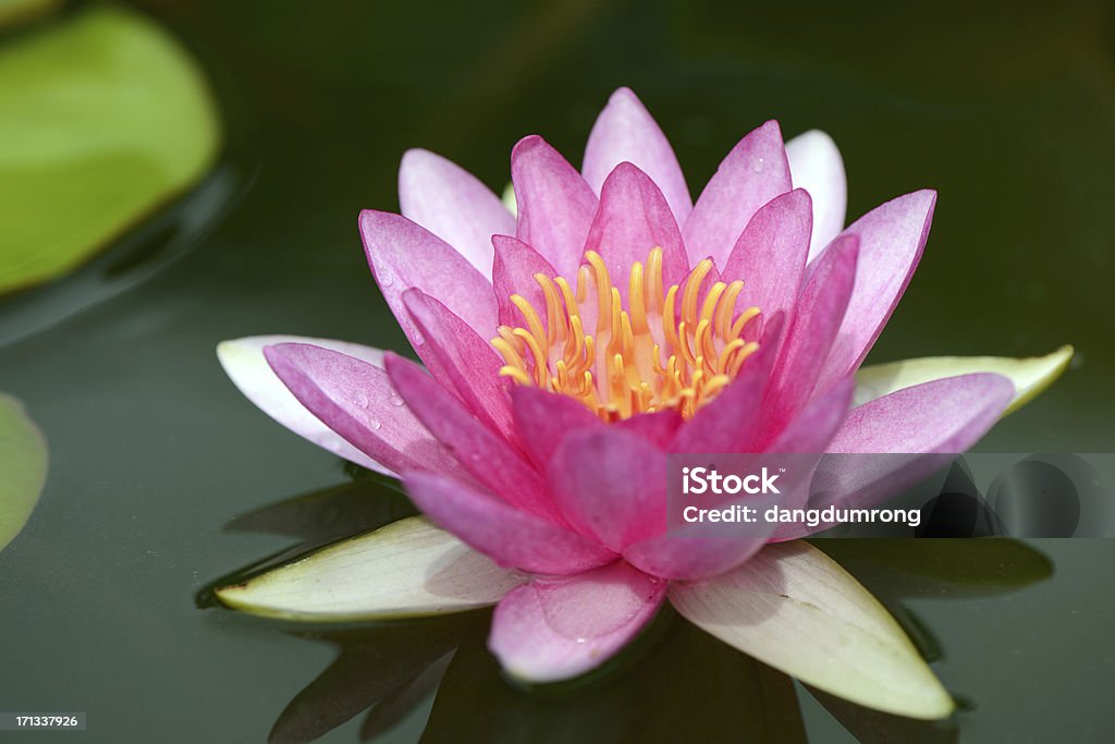 Purple lotus Blume auf dem Wasser - Lizenzfrei Baumblüte Stock-Foto