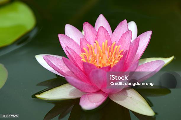 Viola Fiore Di Loto Sullacqua - Fotografie stock e altre immagini di Acqua - Acqua, Ambientazione esterna, Bagnato