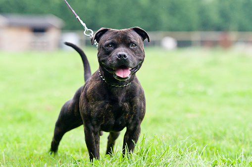 A smiling Pit Bull Terrier mixed breed dog outdoors